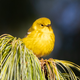 A pine warbler, a small migratory songbird, in Brooklyn’s Green-Wood Cemetery